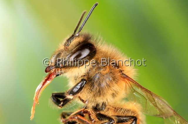 apis mellifera 2.JPG - Apis melliferaAbeille domestique, abeille à mielEuropean honey beeHymenoptera, ApididaeFrance